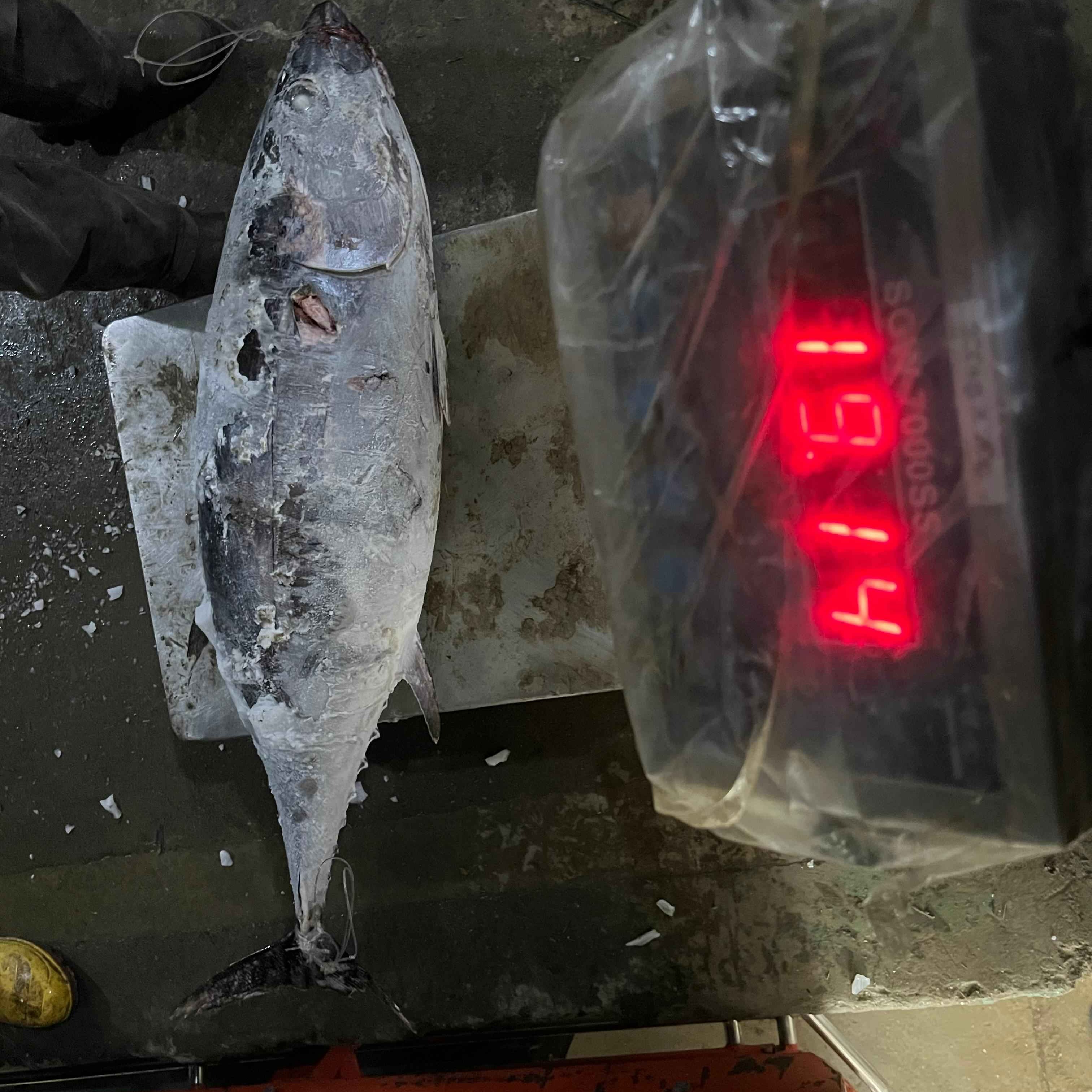 albacore