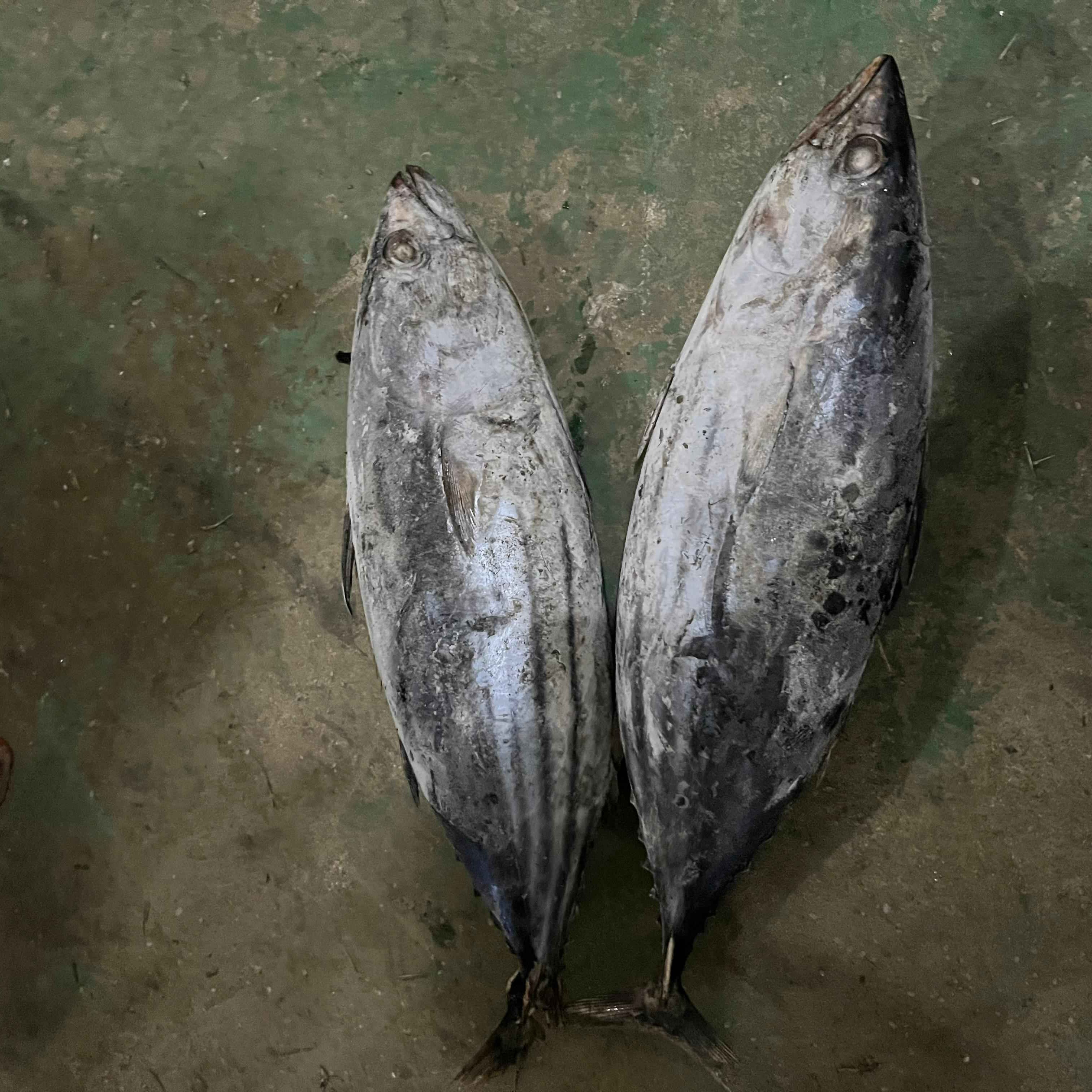 cakalang
