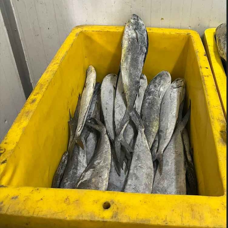 lemadang 1-2kg (2 down) 