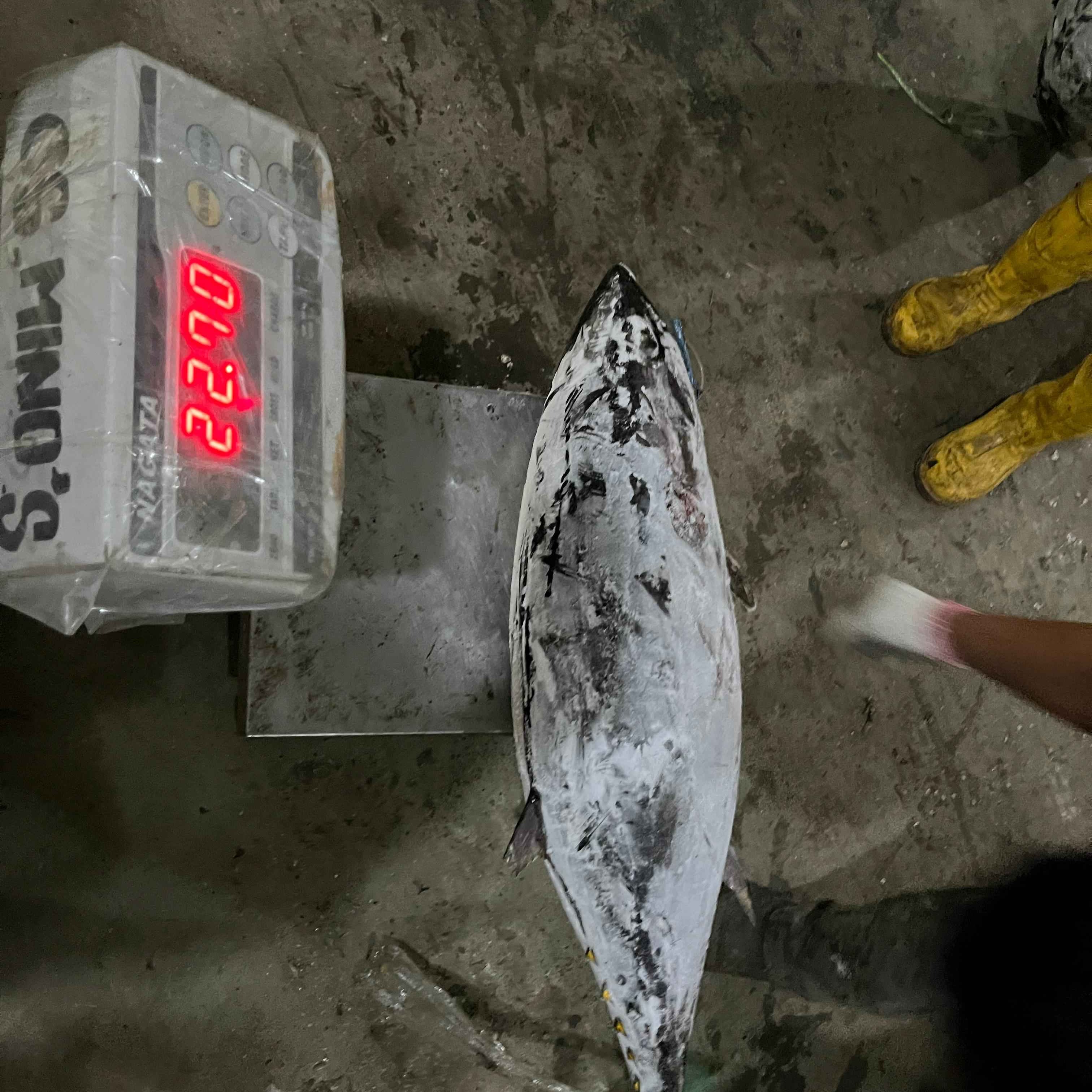 Tuna kecil 10up 